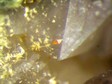 wulfenite